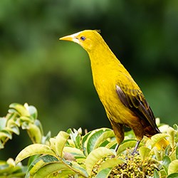 Bird in Amazon rainforest, Brazil